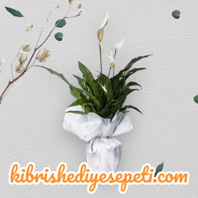 Beyaz Spatifilyum Çiçeği